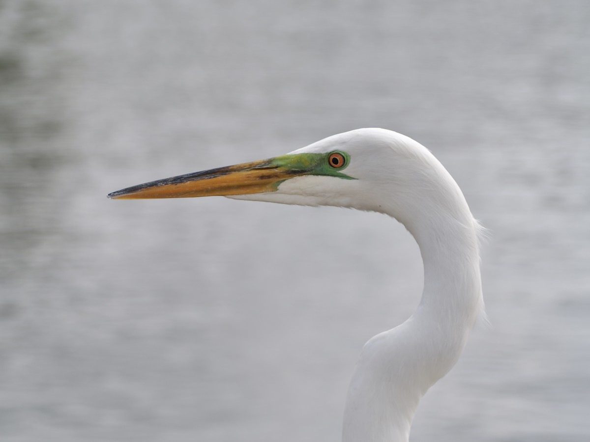 Great Egret - Isa Dav