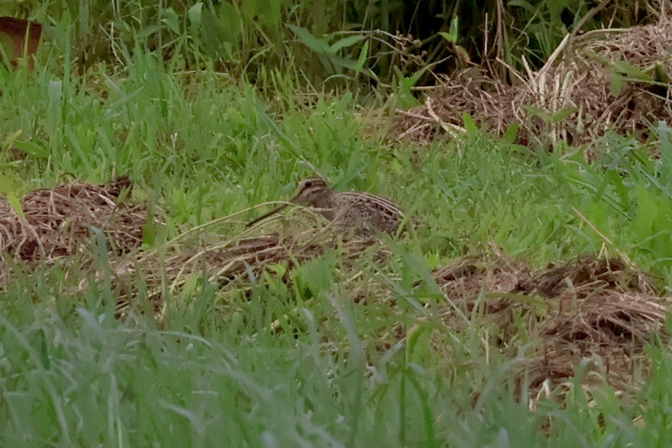 Common Snipe - Eric Cameron