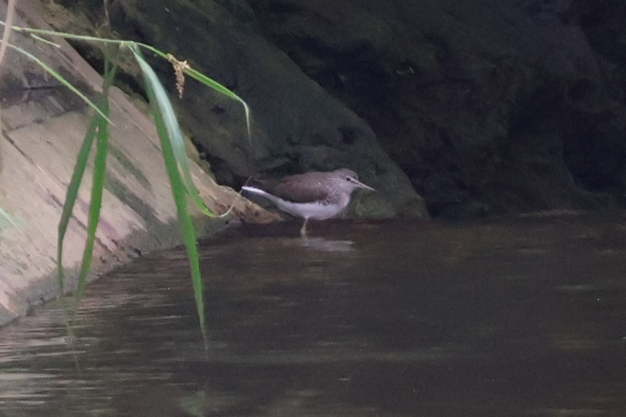 Green Sandpiper - Eric Cameron