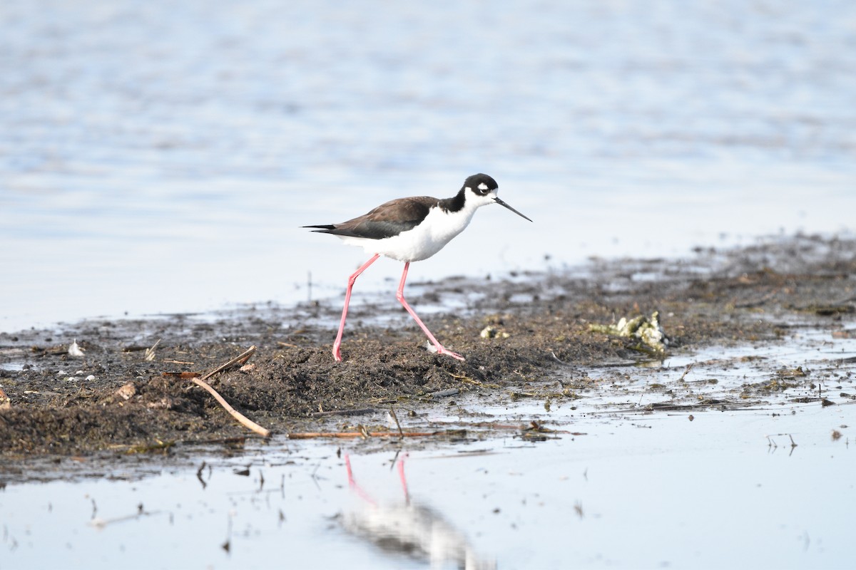 Black-necked Stilt - ML618389252