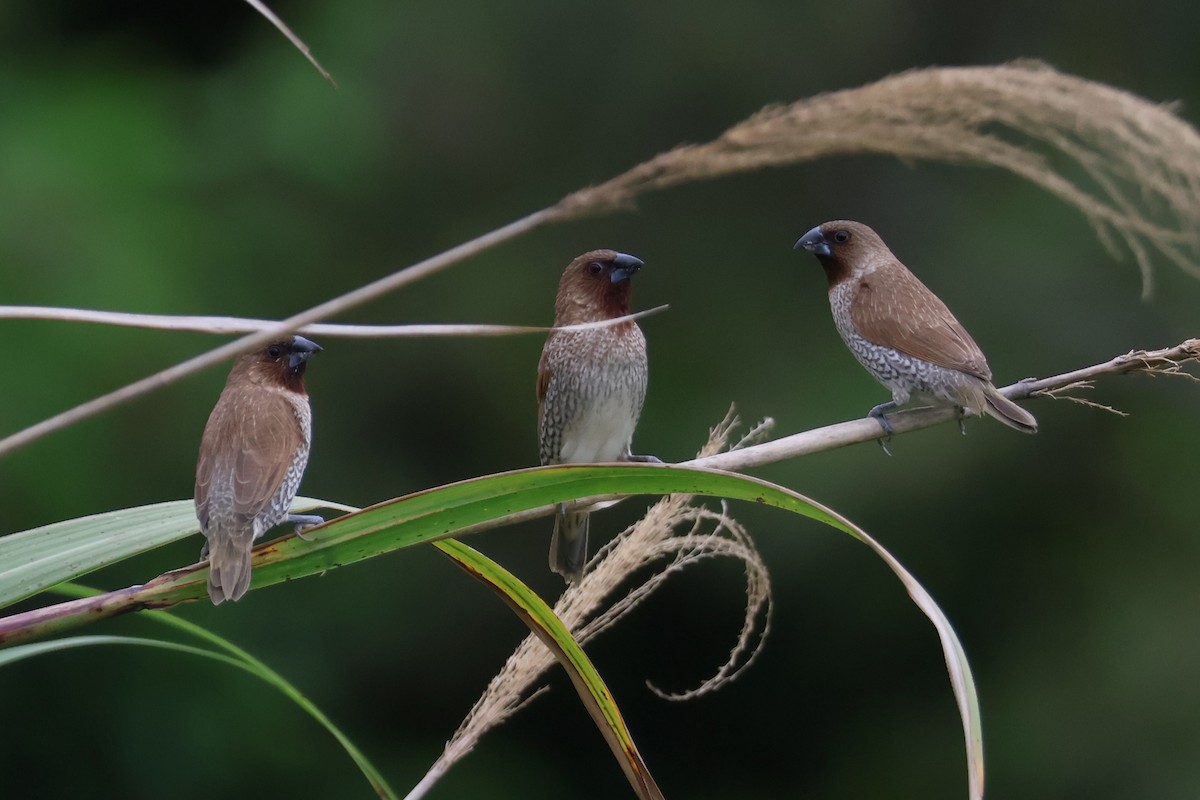 Scaly-breasted Munia - ML618389266