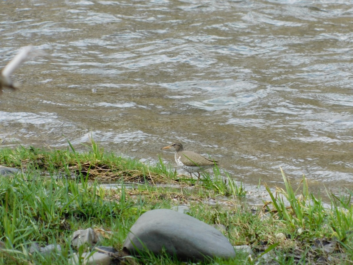 flekksnipe - ML618389268