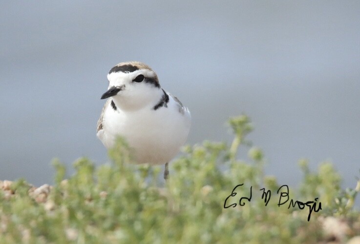 Snowy Plover - ML618389280