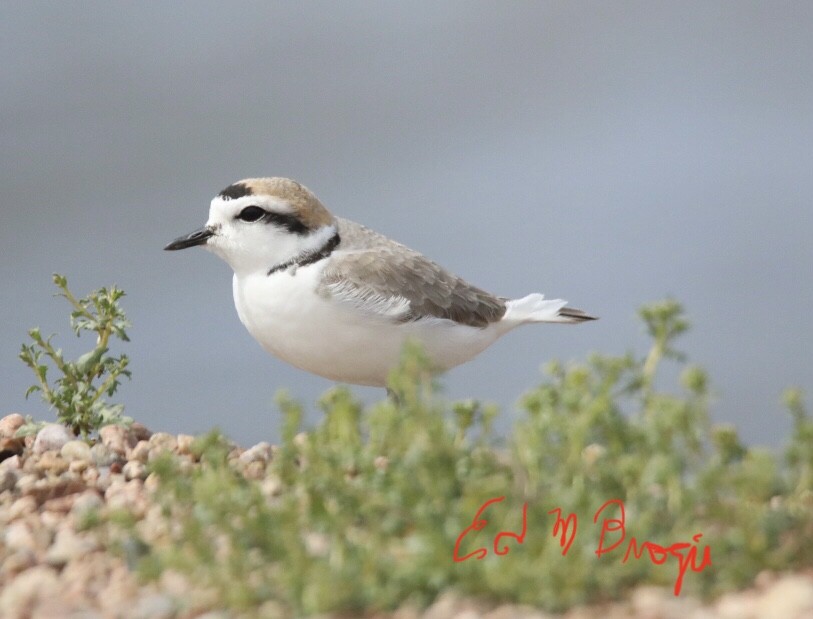 Snowy Plover - ML618389281