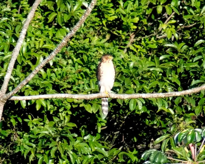 Bicolored Hawk - Amaury Pimenta