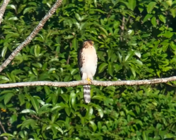 Bicolored Hawk - Amaury Pimenta