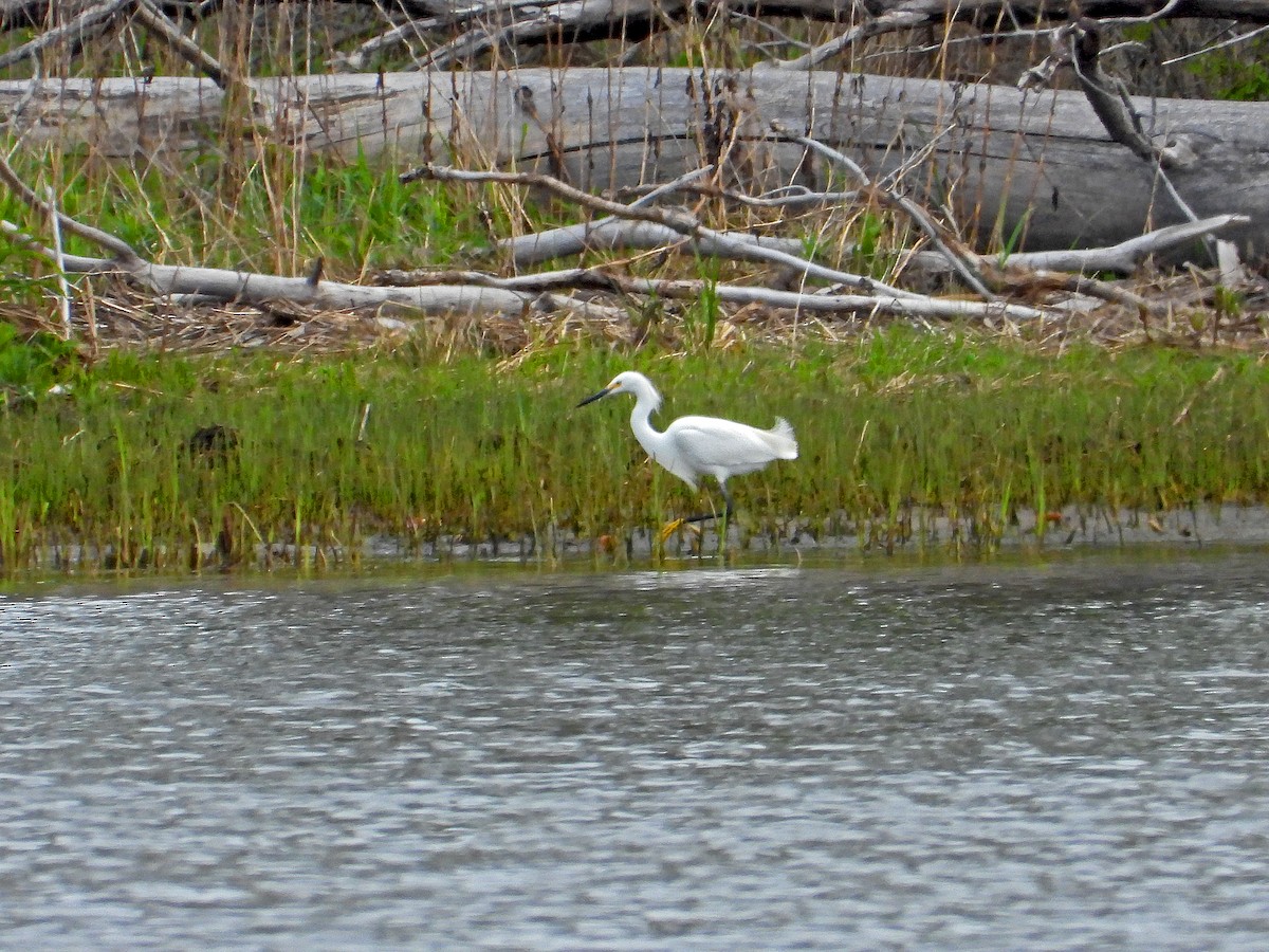 Snowy Egret - ML618389285