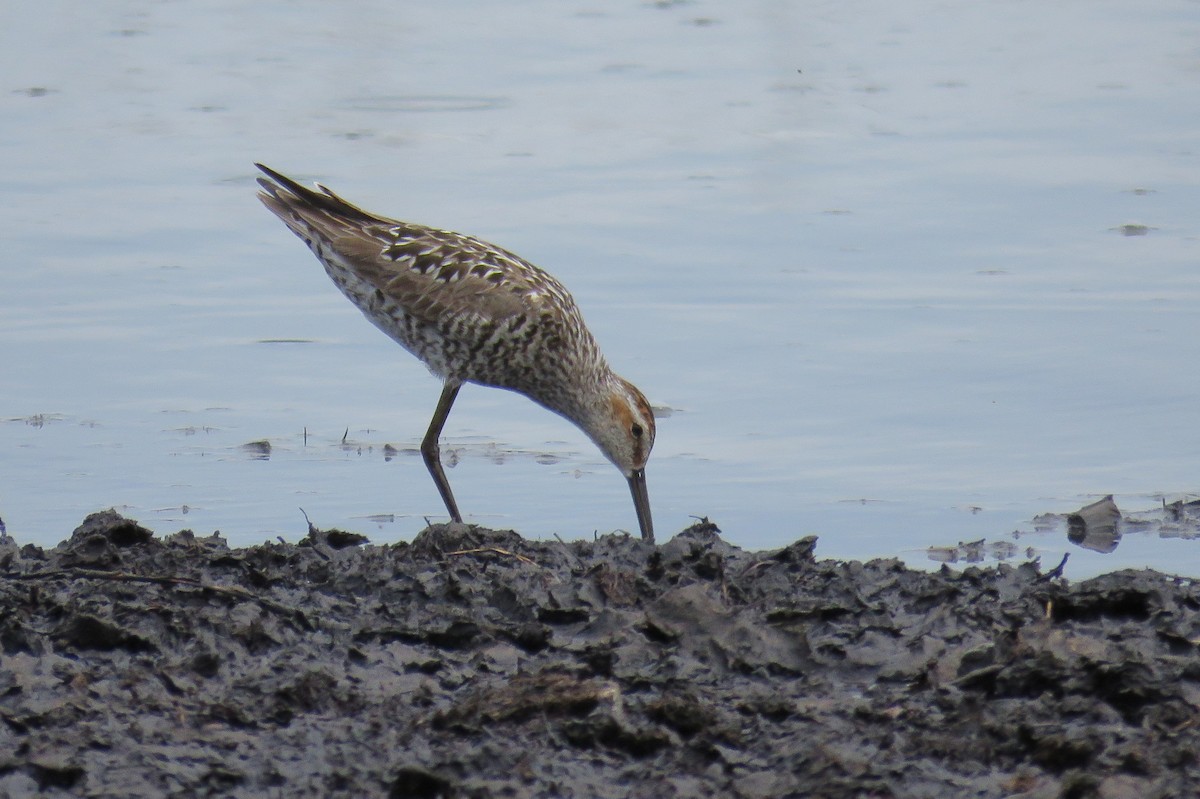 Stilt Sandpiper - Josh Fecteau