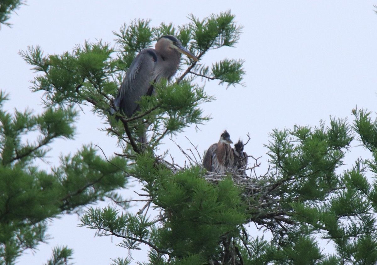 Great Blue Heron - Ruth King