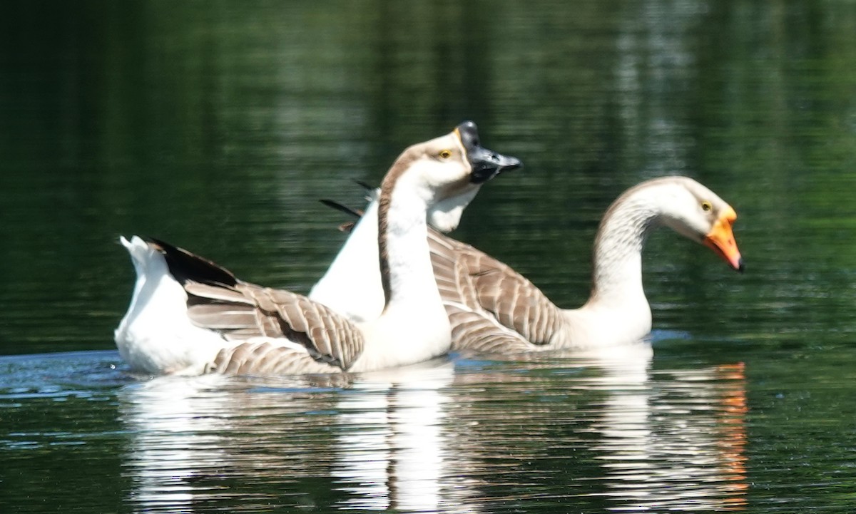 Swan Goose (Domestic type) - Lilian Saul
