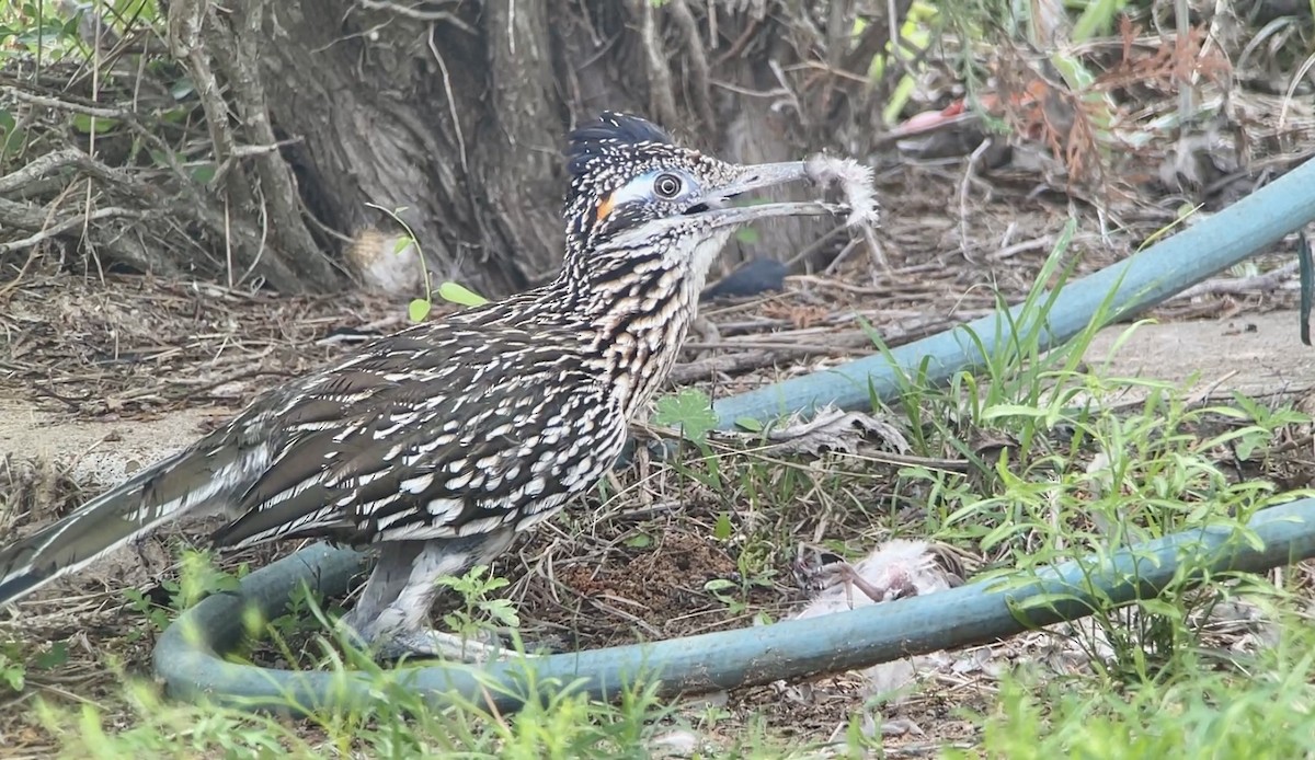 Greater Roadrunner - ML618389398