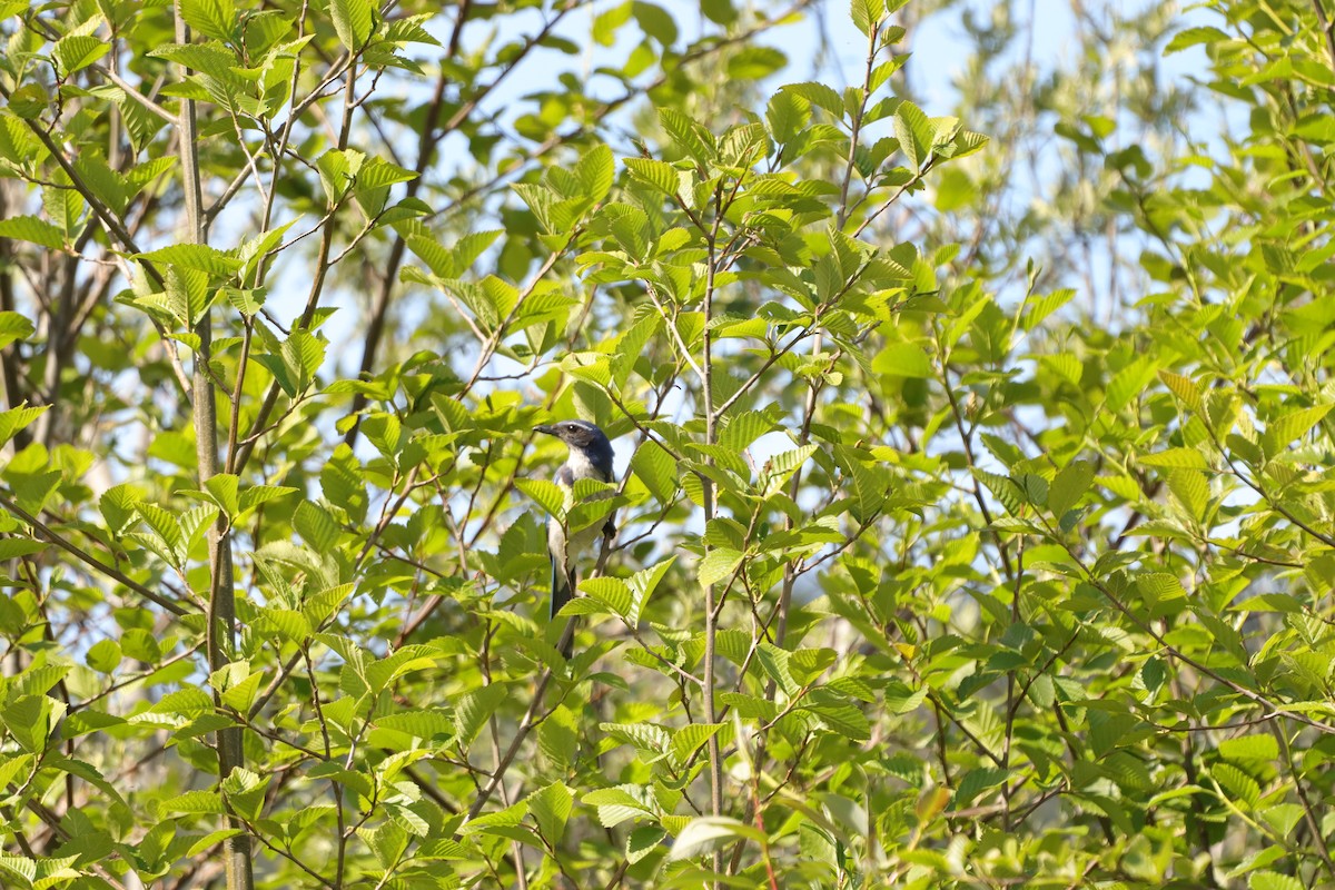 California Scrub-Jay - ML618389449