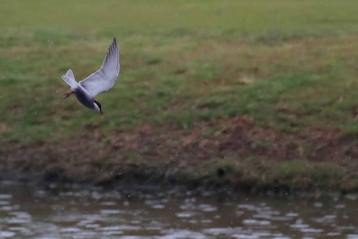 Whiskered Tern - Eric Mozas Casamayor