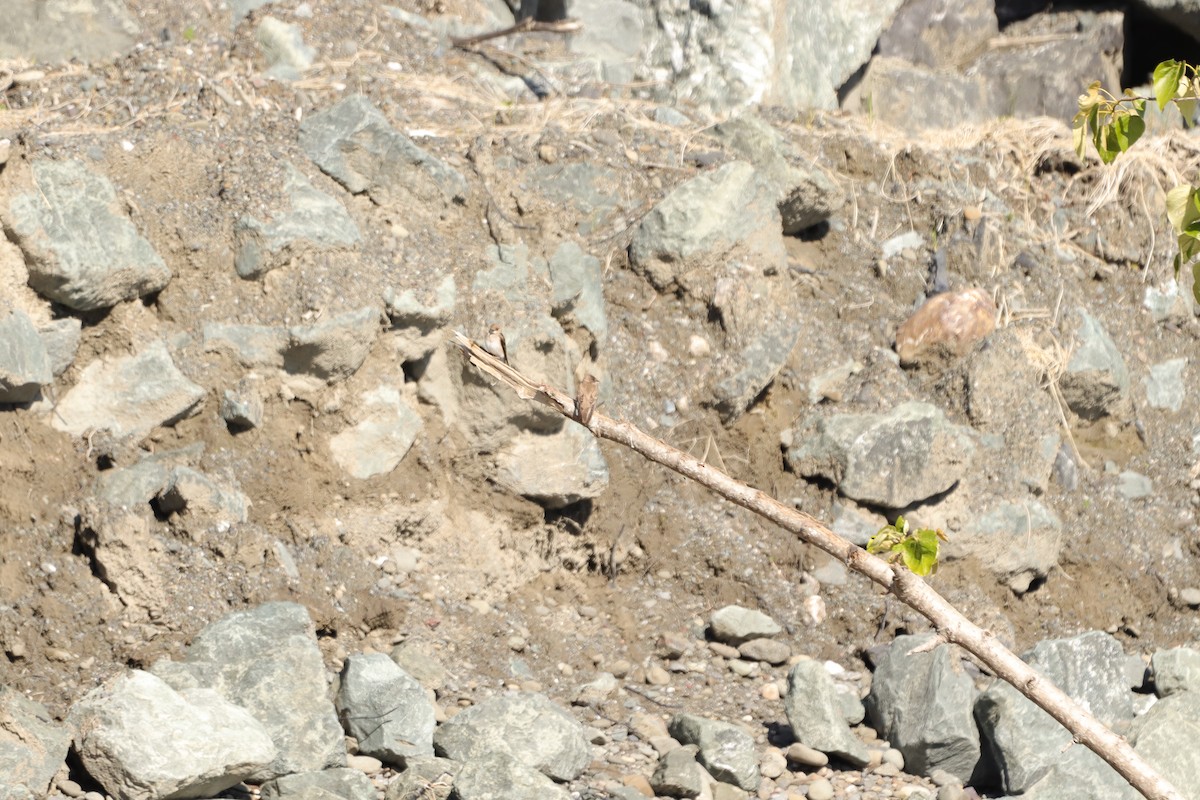 Northern Rough-winged Swallow (Northern) - ML618389483