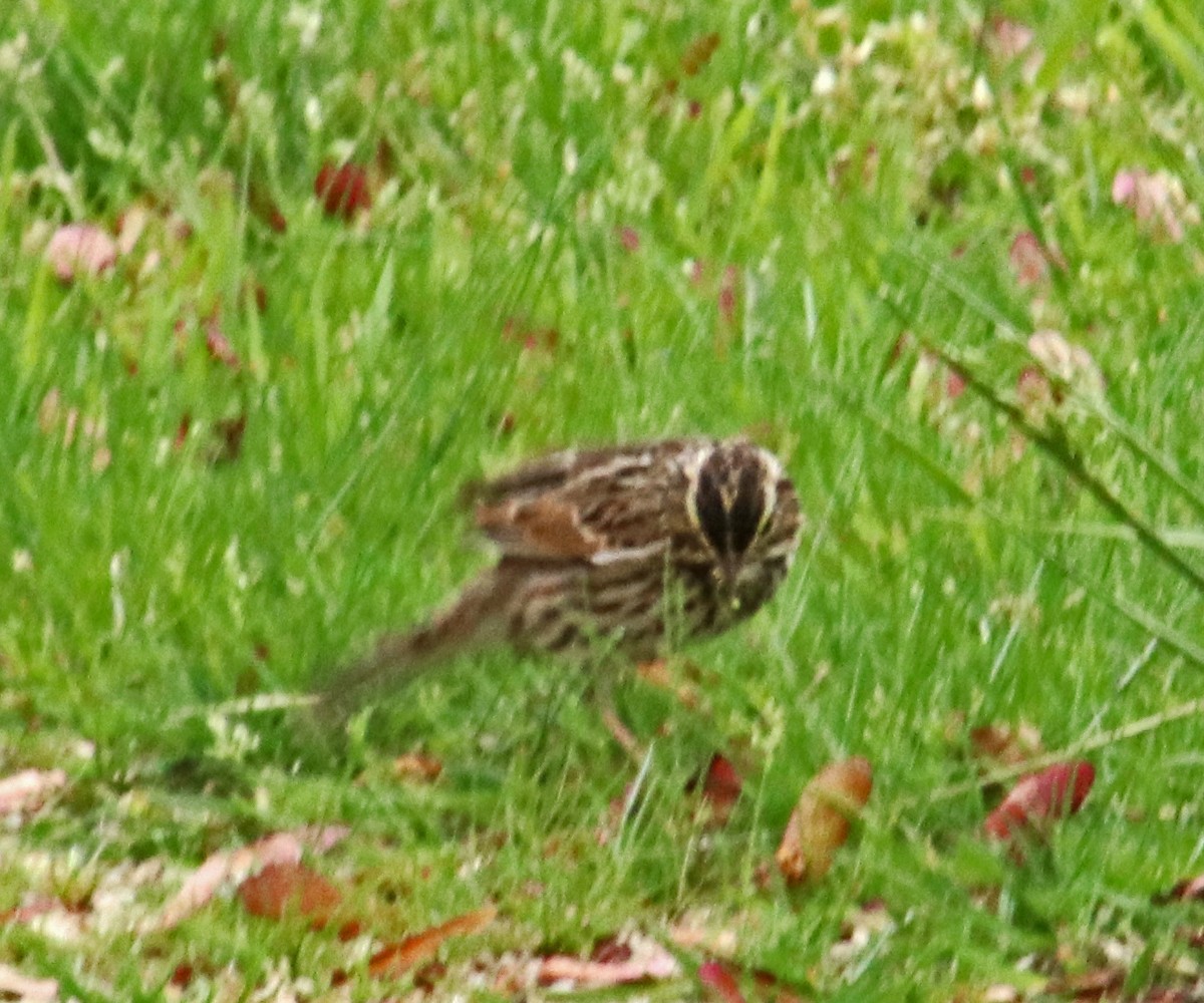 Savannah Sparrow - Tom Nolan