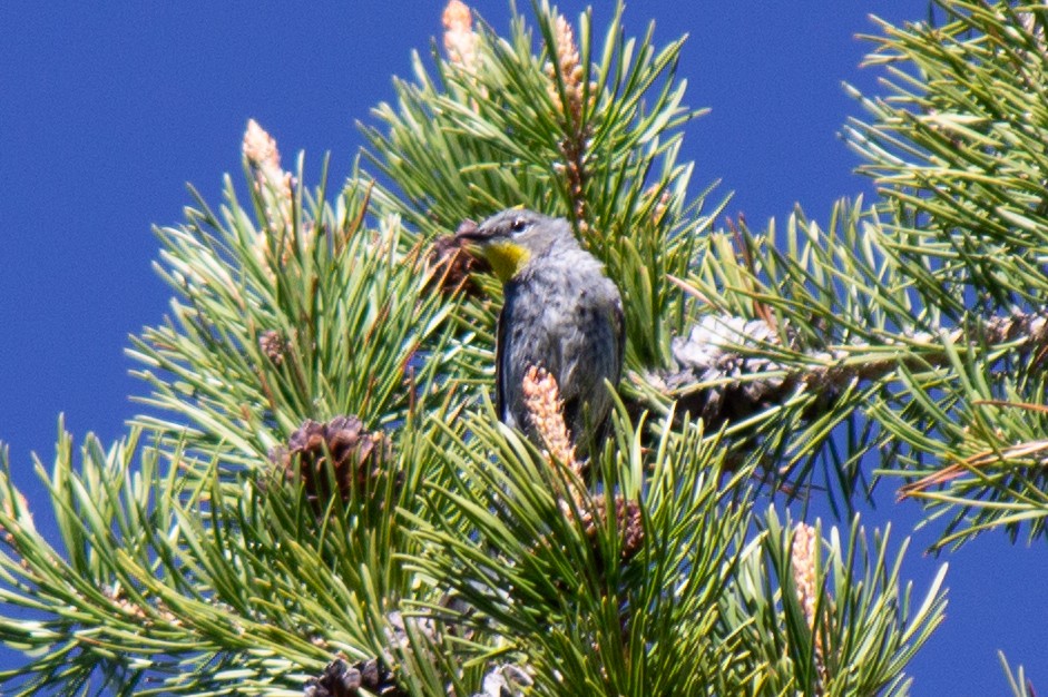 Yellow-rumped Warbler - Yixiao Liu