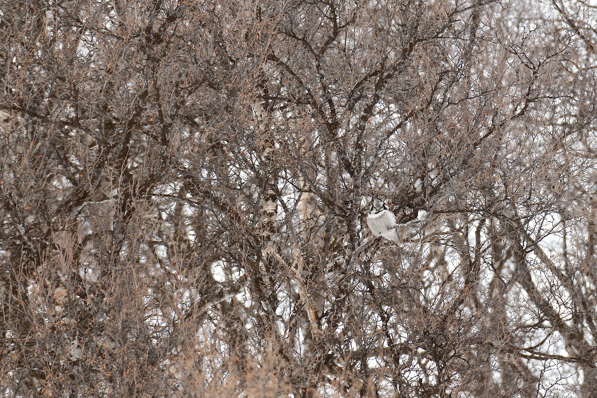 Northern Hawk Owl - ML618389518