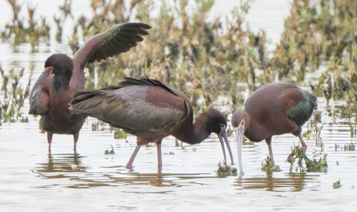 Glossy/White-faced Ibis - Steve Colwell