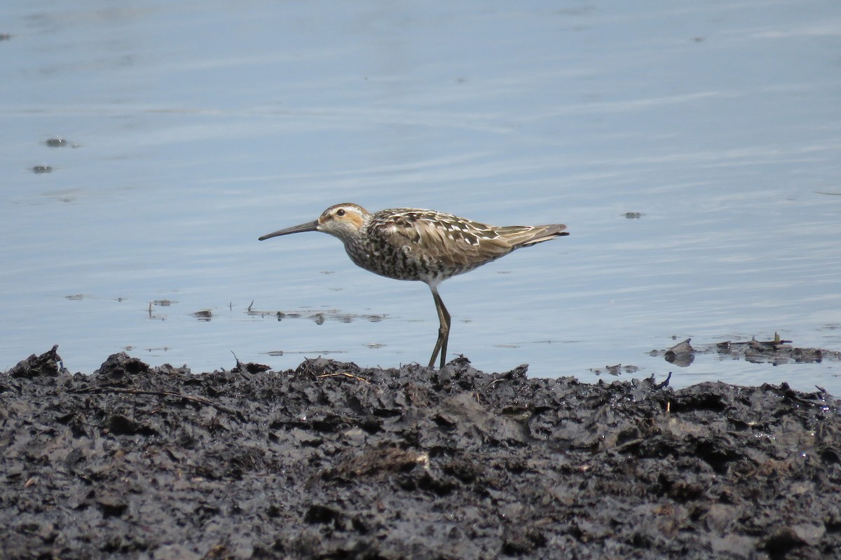 Stilt Sandpiper - ML61838961