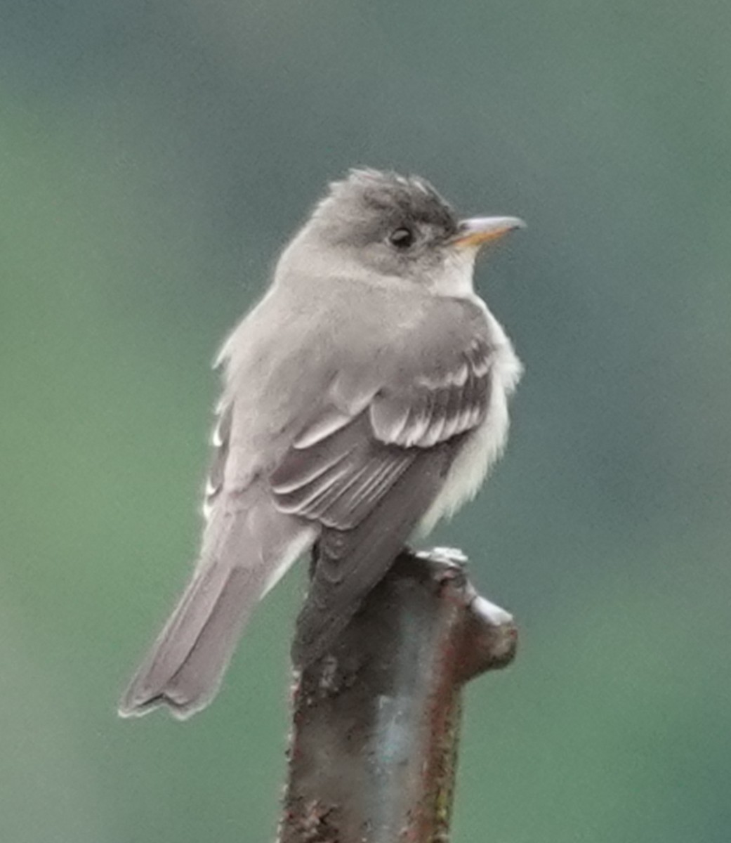 Eastern Wood-Pewee - Lilian Saul