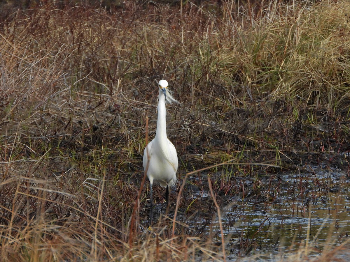 Snowy Egret - ML618389677