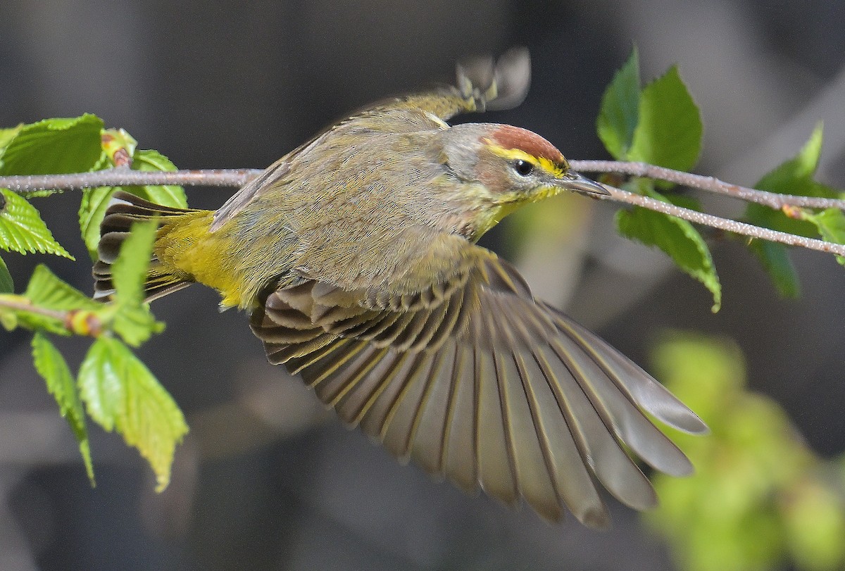 Palm Warbler - maggie s