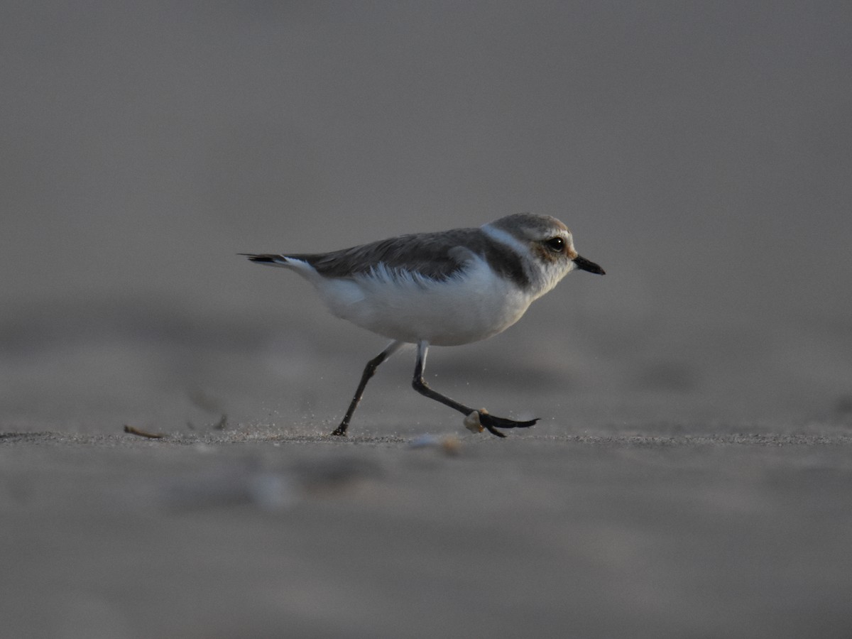 Kentish Plover - Carles Balbastre Cuenca