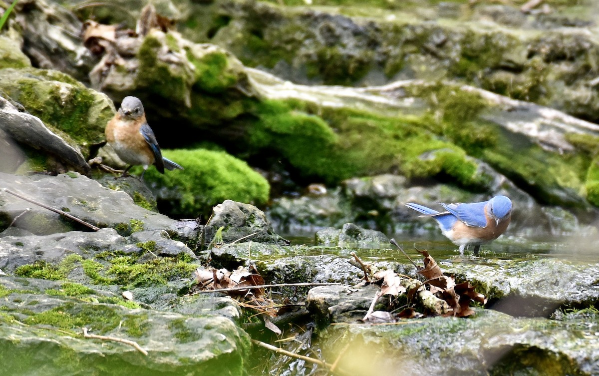 Eastern Bluebird - Dave  Sherman