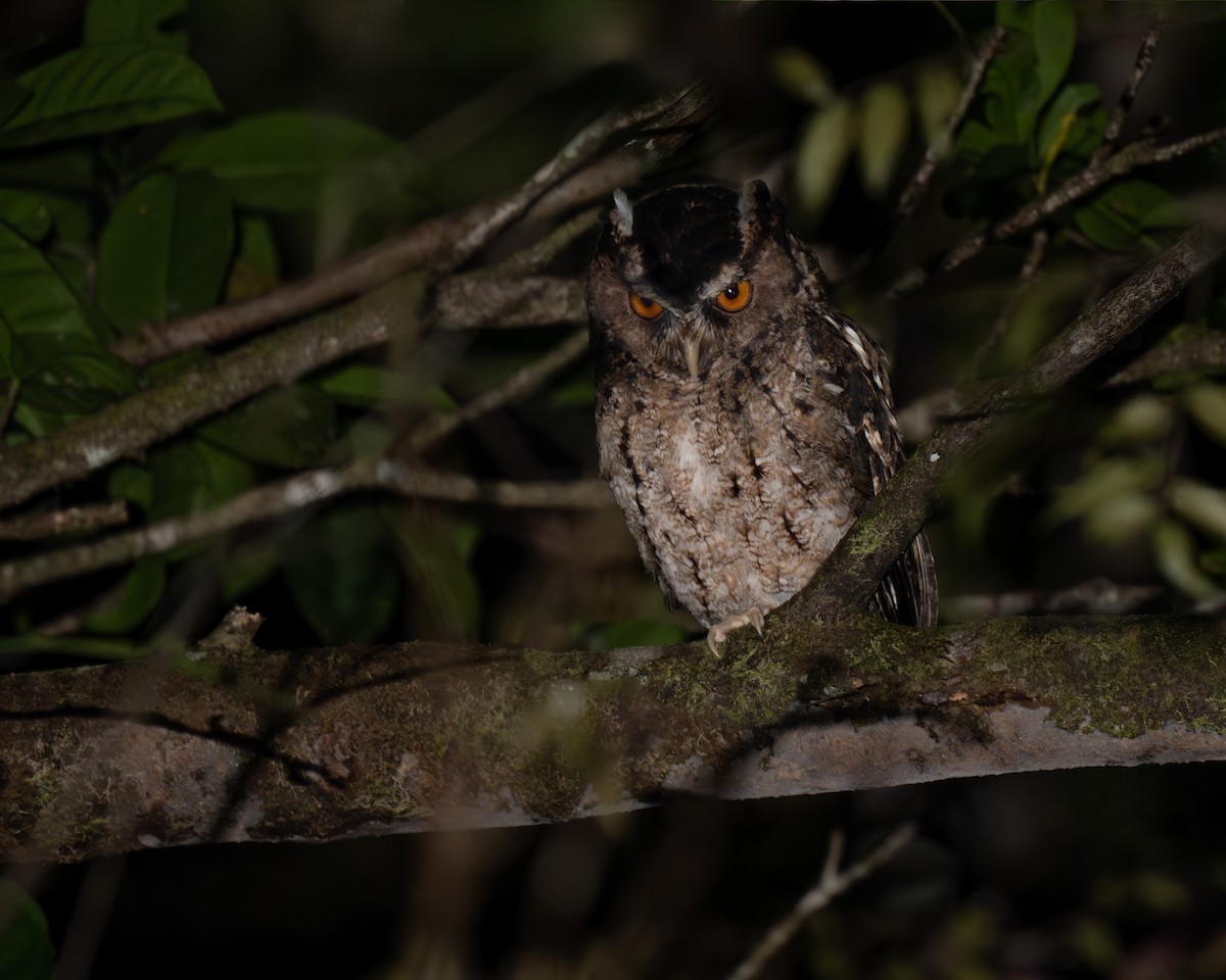 Rajah Scops-Owl (Sumatran) - ML618389714