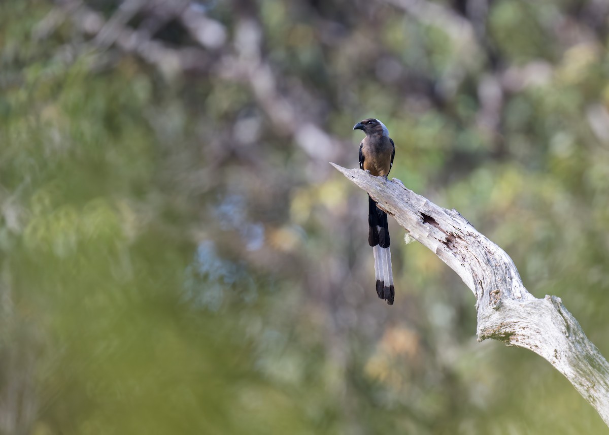 Sumatran Treepie - ML618389779