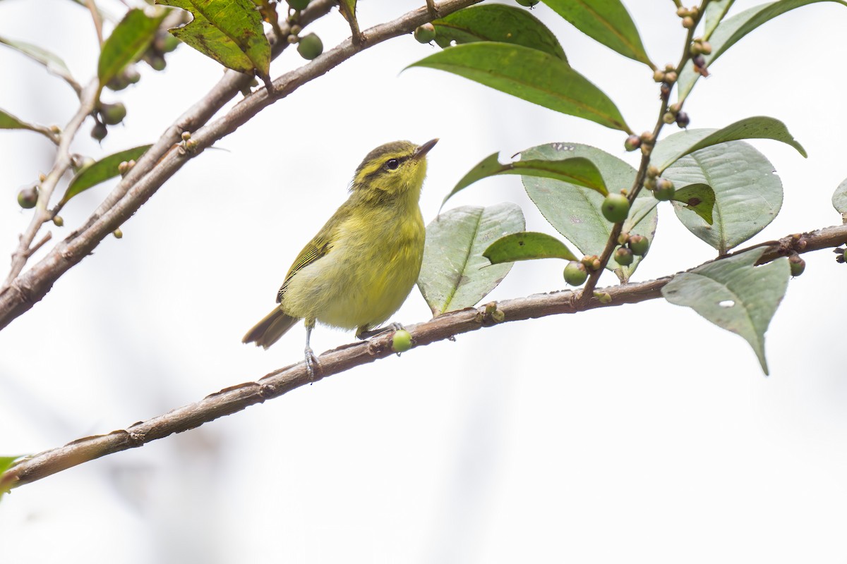 Mountain Leaf Warbler - ML618389793