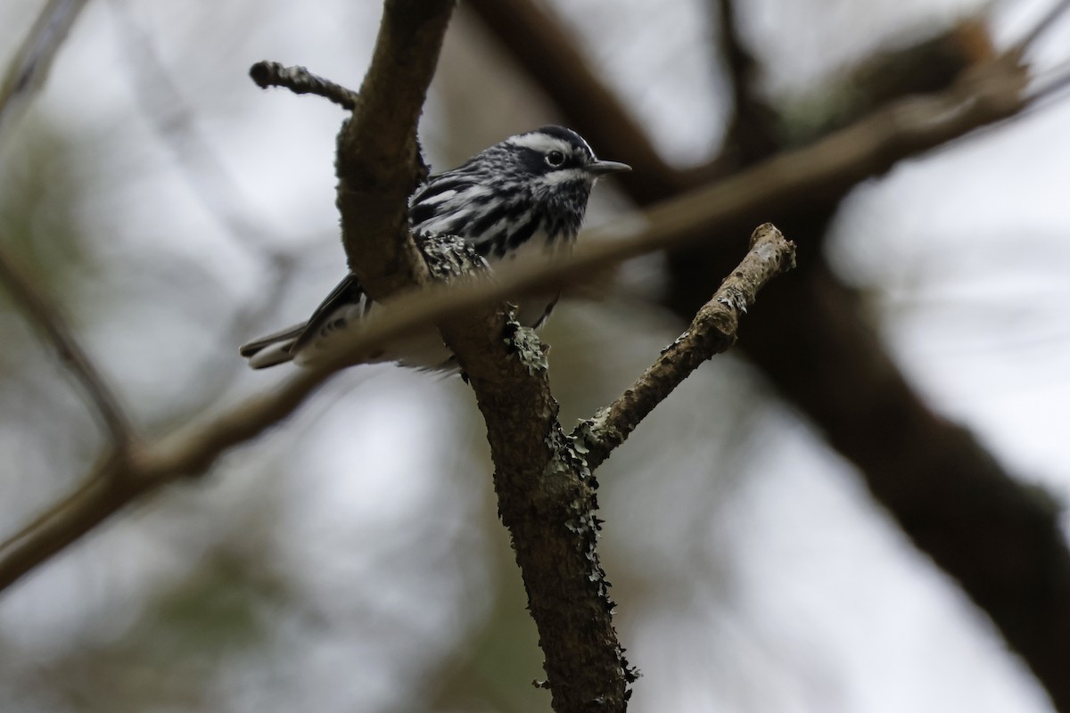 Black-and-white Warbler - Larry Therrien