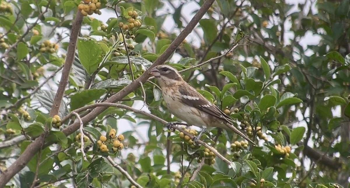 Rose-breasted Grosbeak - ML618389817