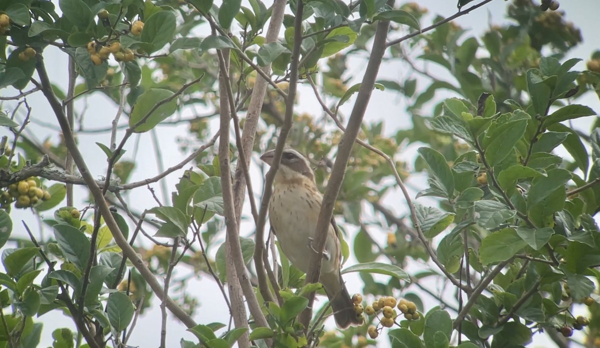 Rose-breasted Grosbeak - ML618389818