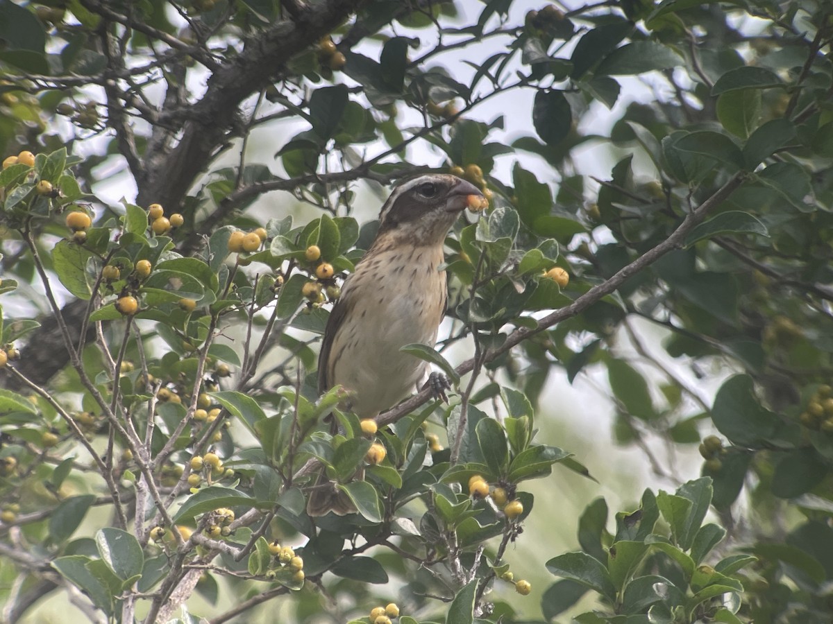 Rose-breasted Grosbeak - ML618389819