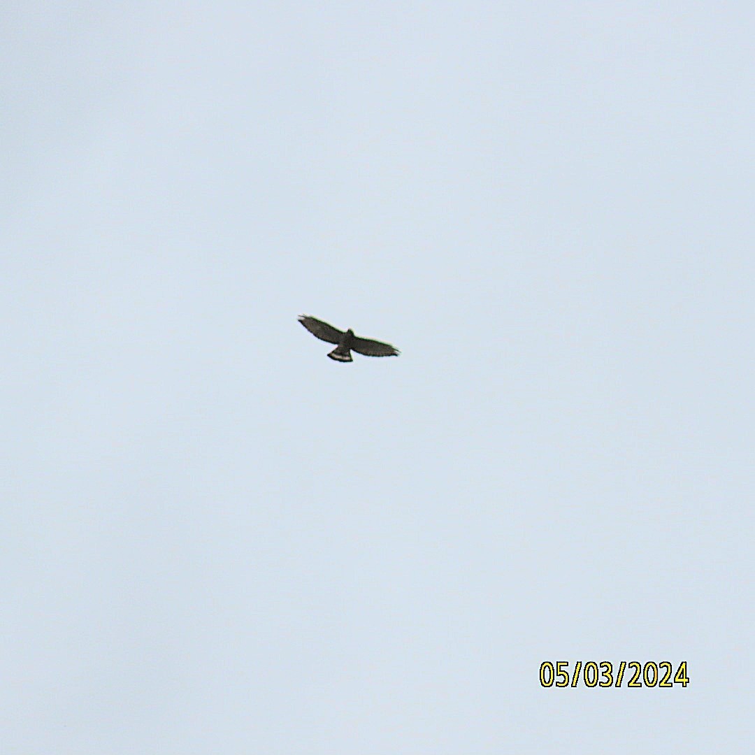Broad-winged Hawk - ML618389833