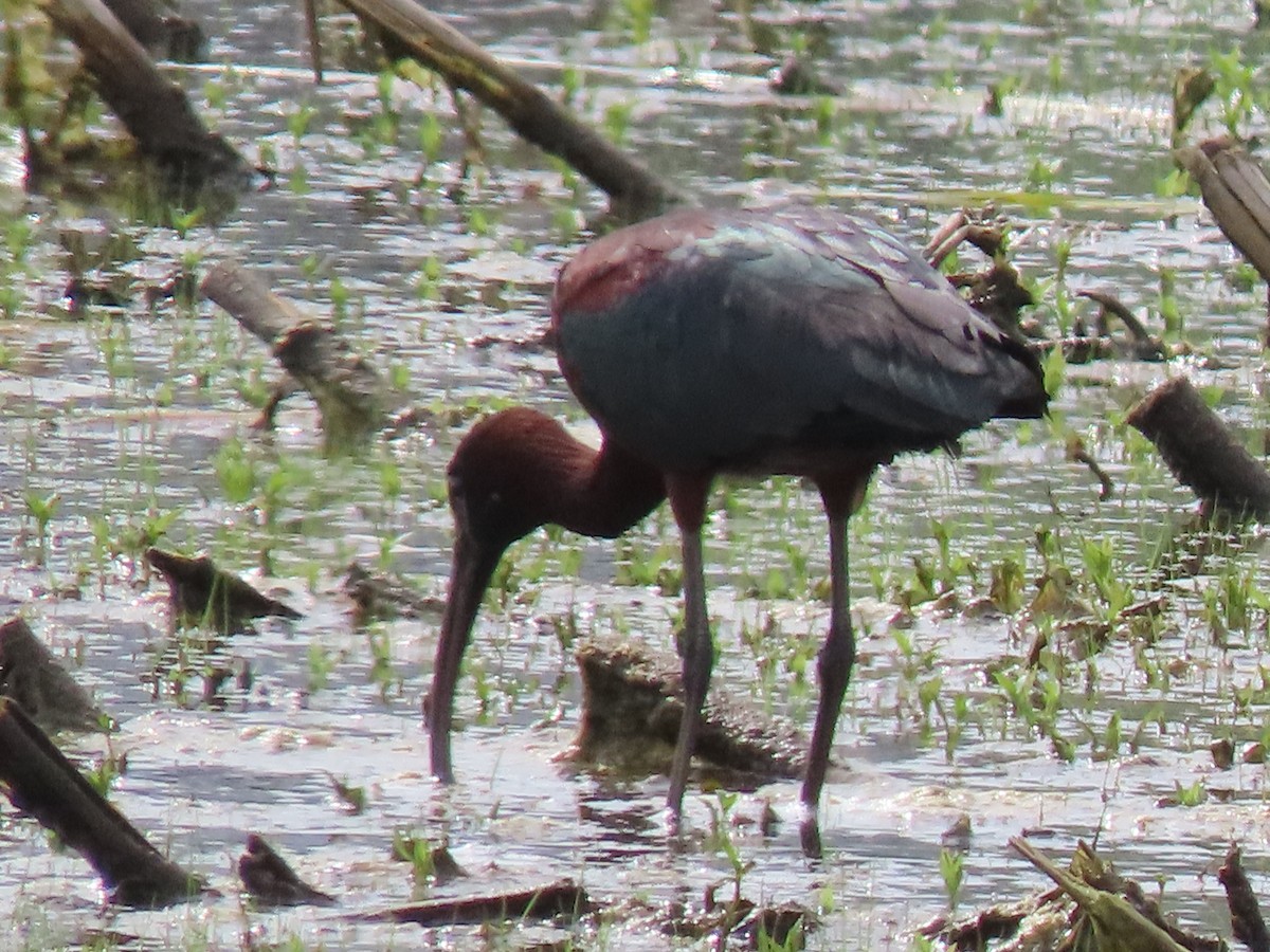 Glossy Ibis - ML618389845