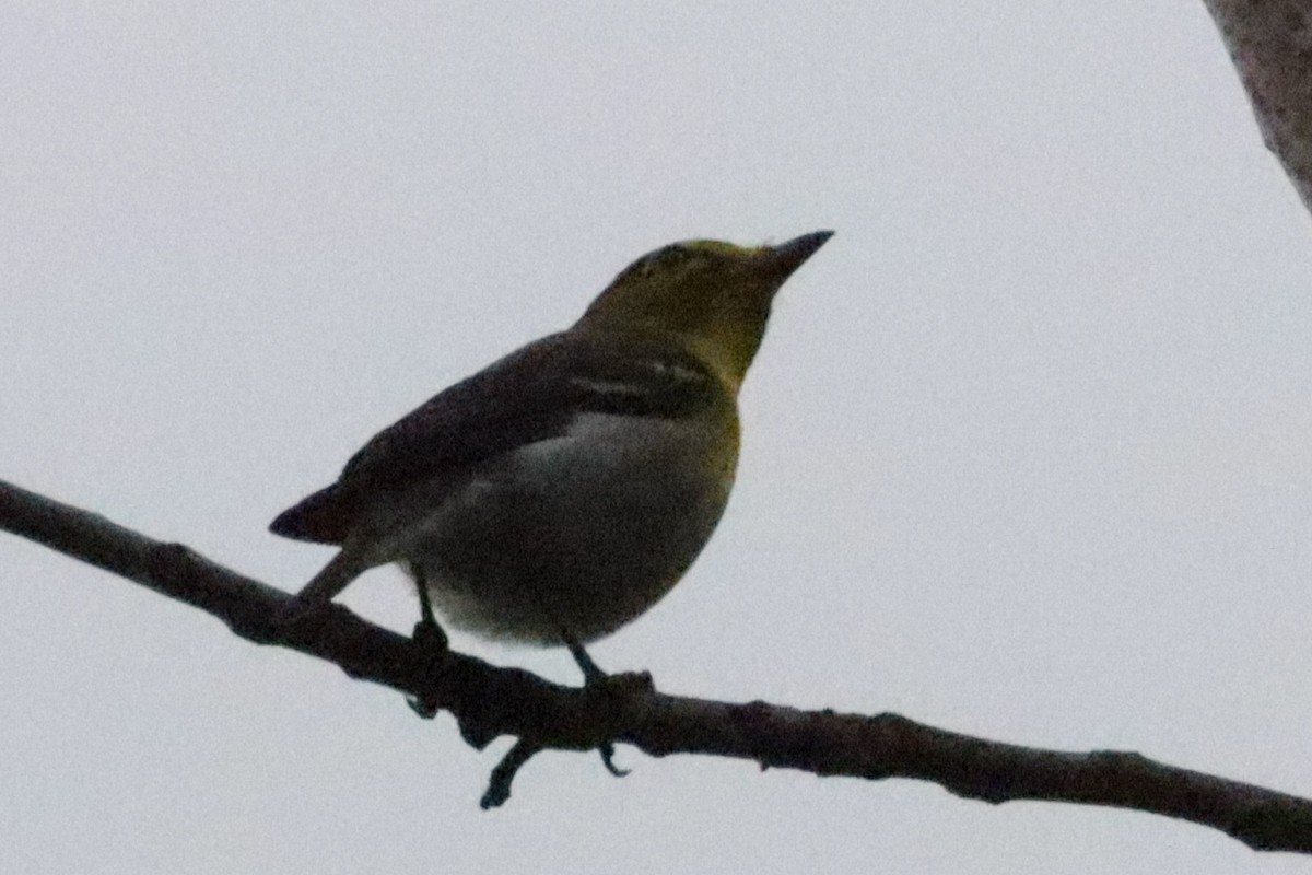 Yellow-throated Vireo - ML618389871