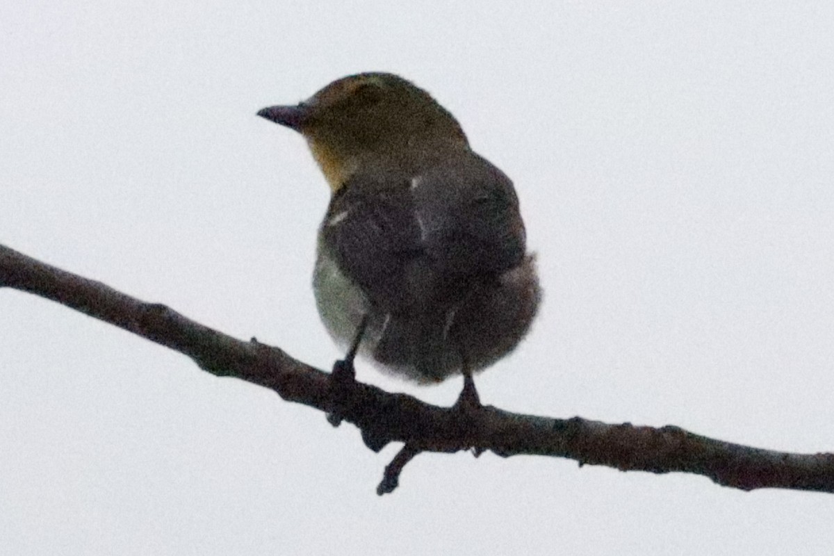 Yellow-throated Vireo - Laura Brown