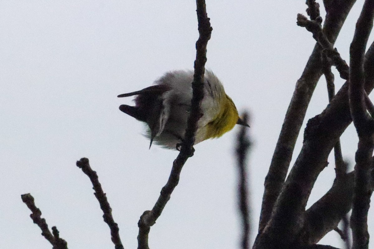 Yellow-throated Vireo - ML618389873