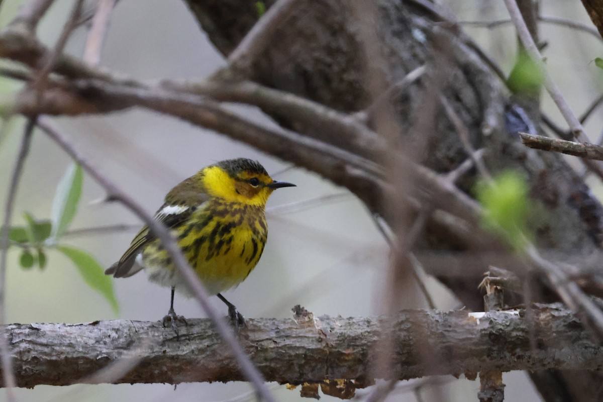 Cape May Warbler - Larry Therrien