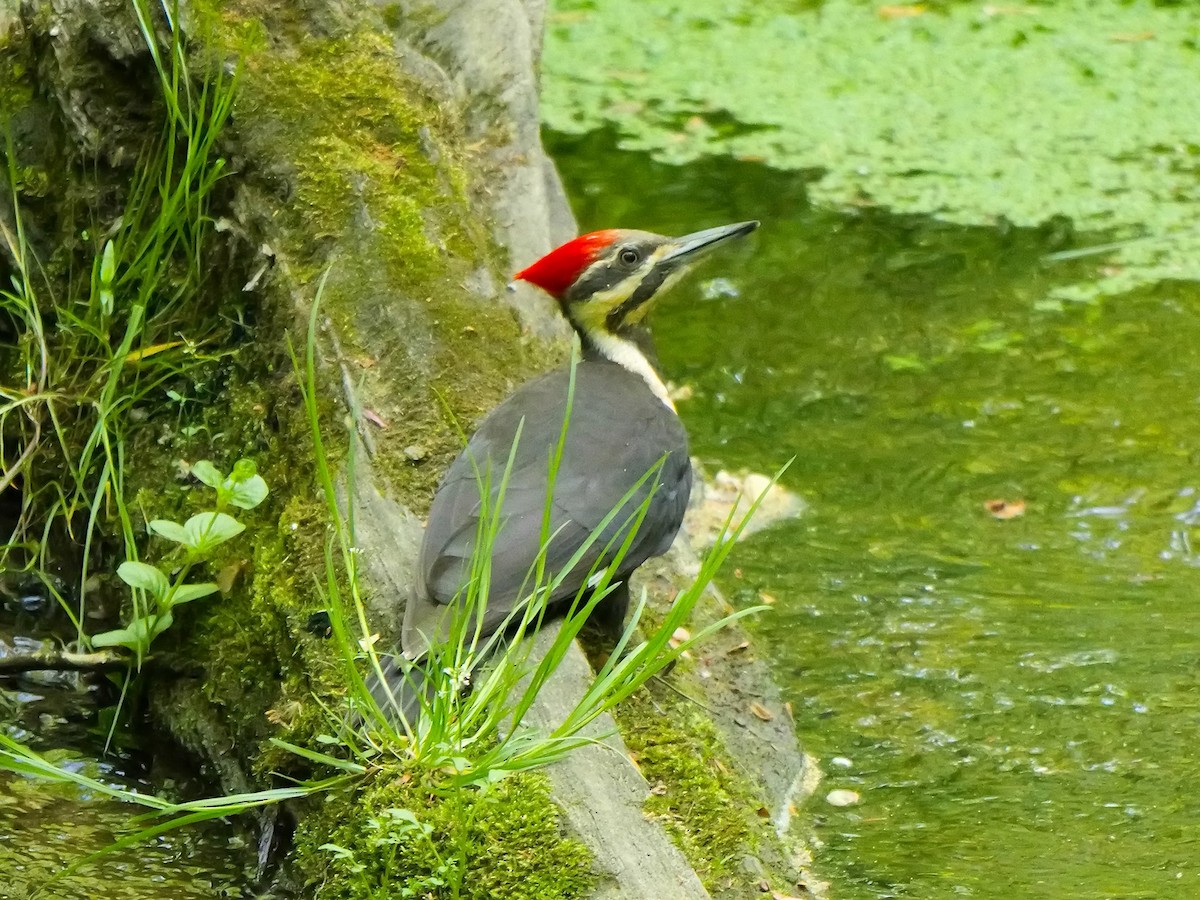 Pileated Woodpecker - Tim Boucher