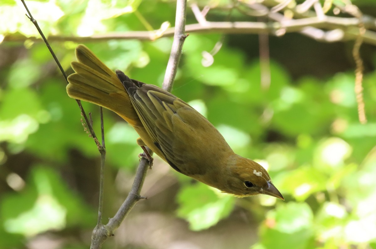 Summer Tanager - ML618389926