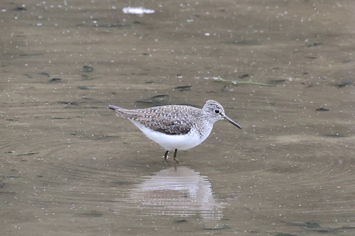 Solitary Sandpiper - ML618389927