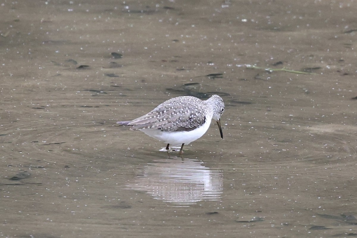 Solitary Sandpiper - ML618389928