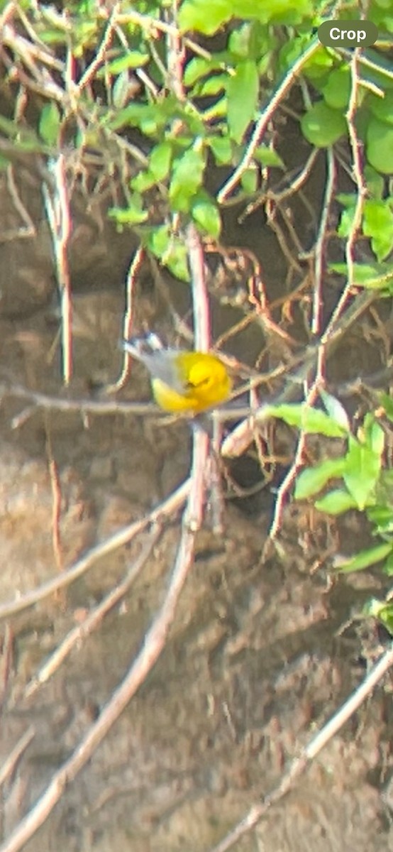 Prothonotary Warbler - kenneth drier