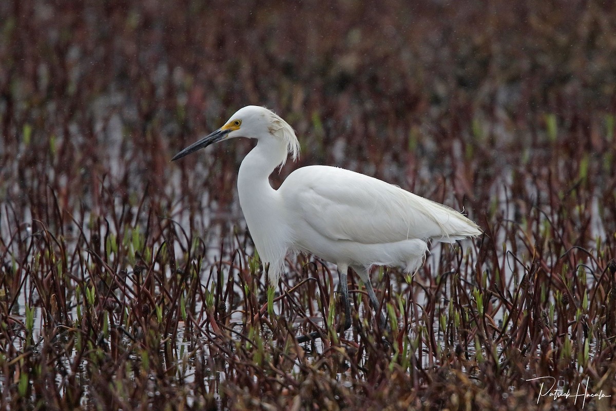 Snowy Egret - patrick hacala