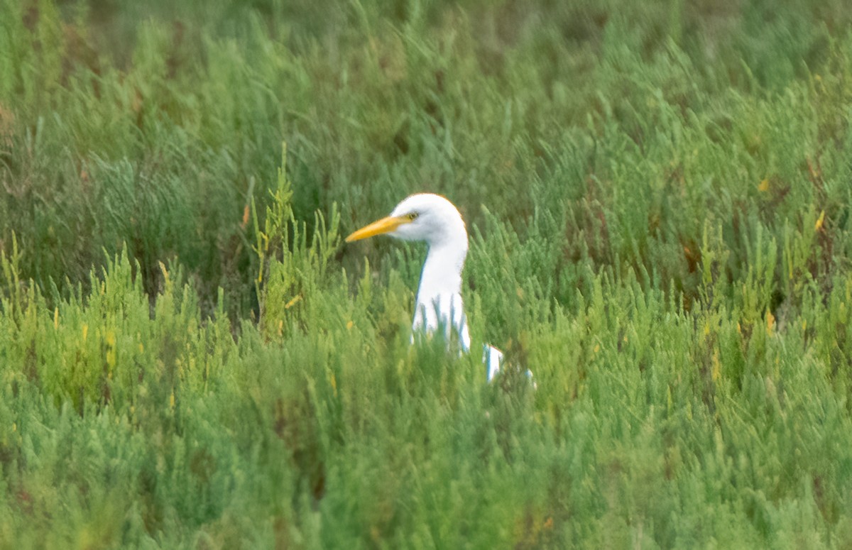 Western Cattle Egret - Steve Colwell