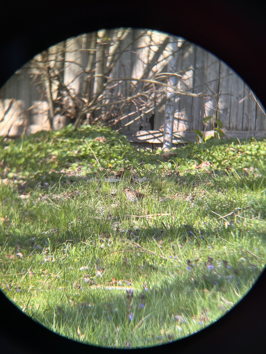 Hermit Thrush - Nathan Vice