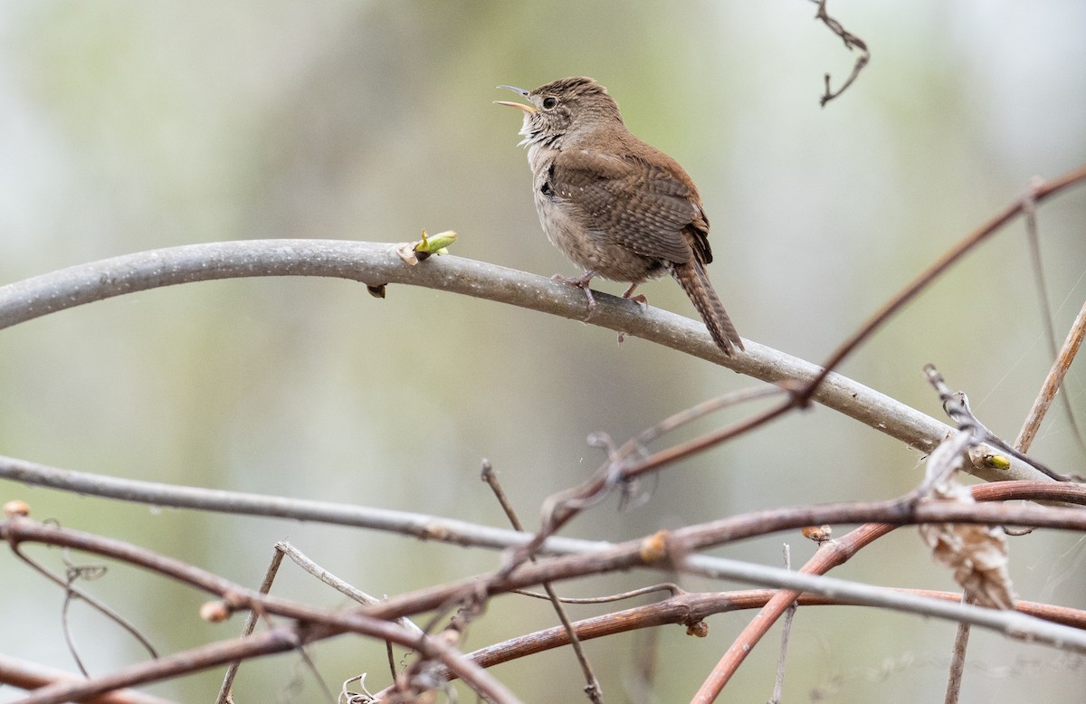 House Wren - Laurence Green